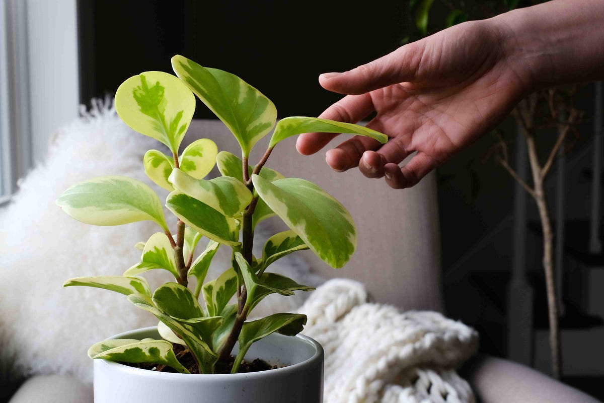 Do plants like to be touched?. Touch is one of the best ways to… by