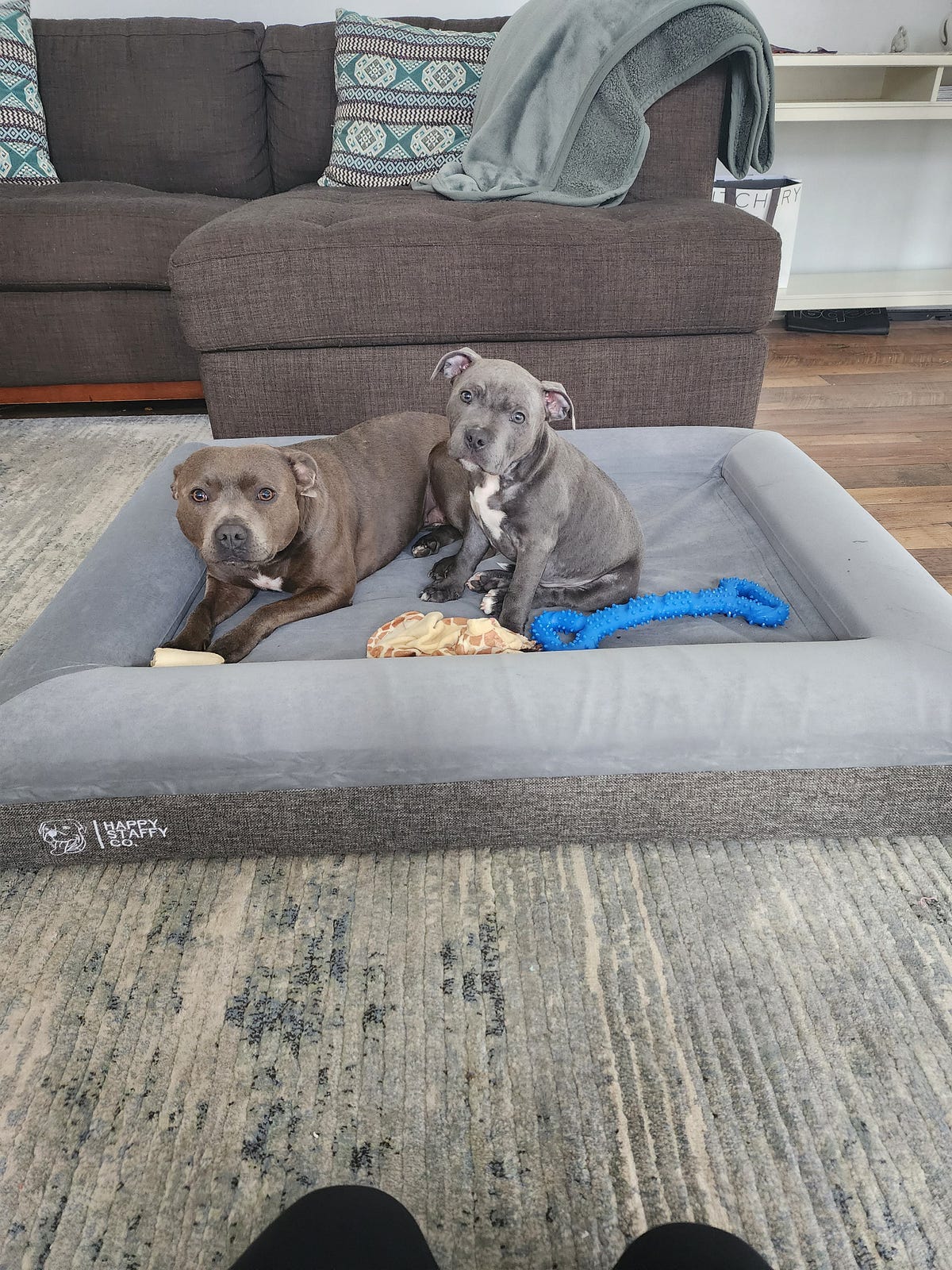 With the Best Dog Orthopedic Bed, You Can Give Your Pet the Gift of