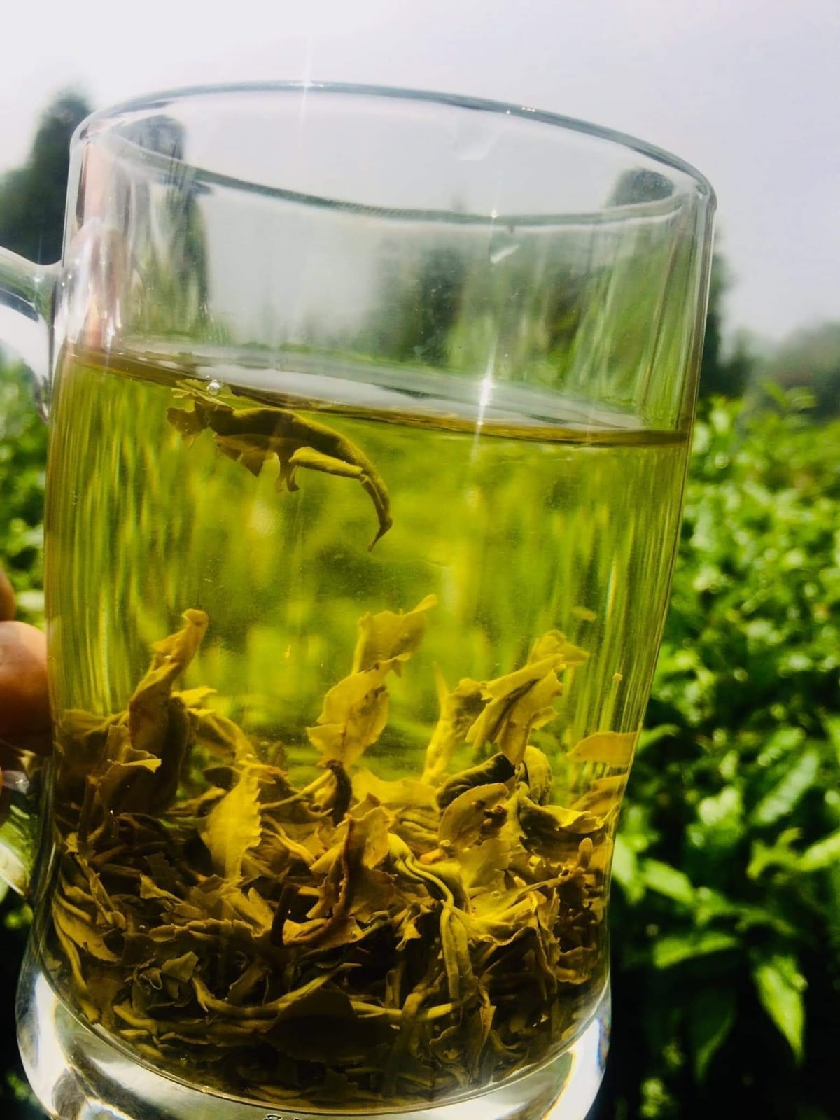 Understanding Bitterness in Green Tea and Tips to Eliminate It by
