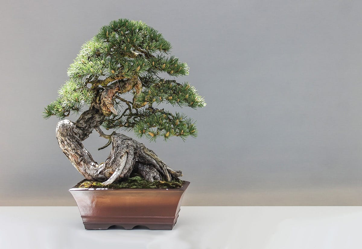 Introducing the Beauty of Bonsai Trees by Tangela Harper Medium