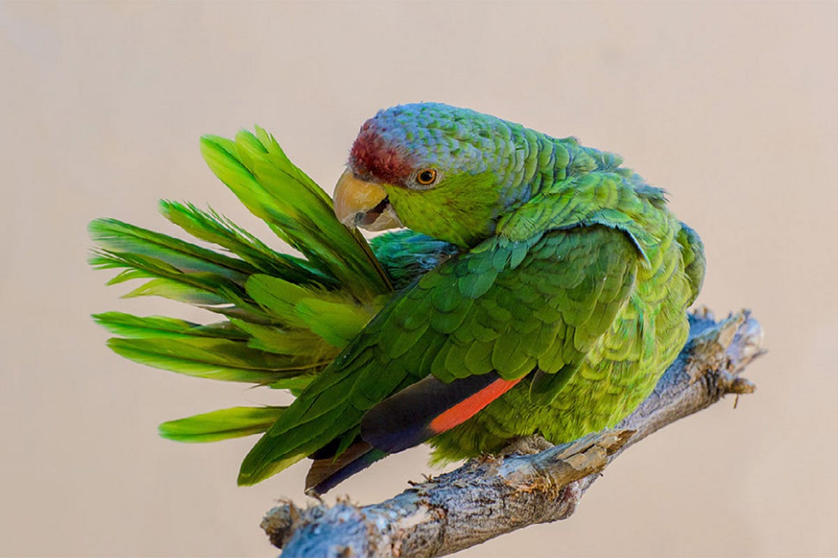 Why do parrots smell so good? Science and lifestyle explain the scents