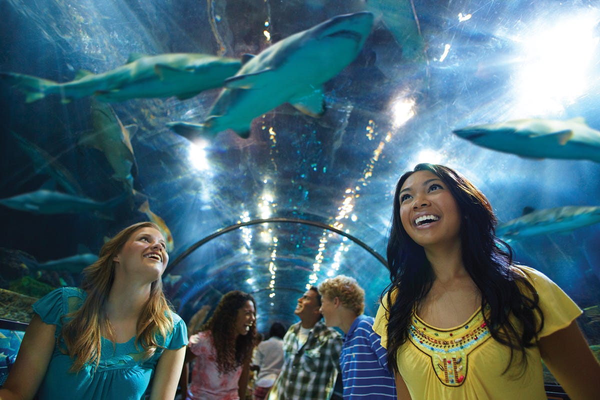 The Hidden Marketing Tactics of SeaWorld by Vanessa Lopez Medium(01)