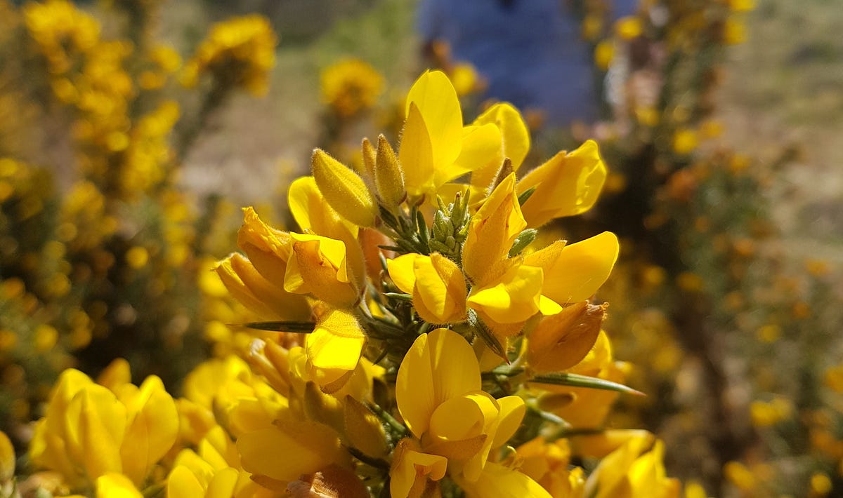 How to make gorse wine 🌼. A light coloured wine made from flowers… by