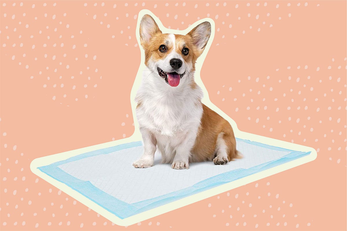 How to Get Results with Puppy Training Pads by Julia Charl Medium