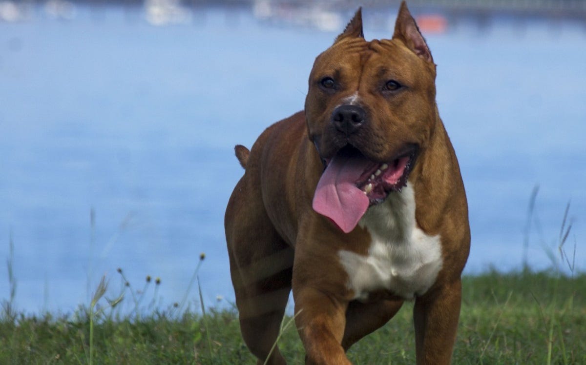 Comprehensive Guide to Pit Bull Terrier Traits, Care, and More by