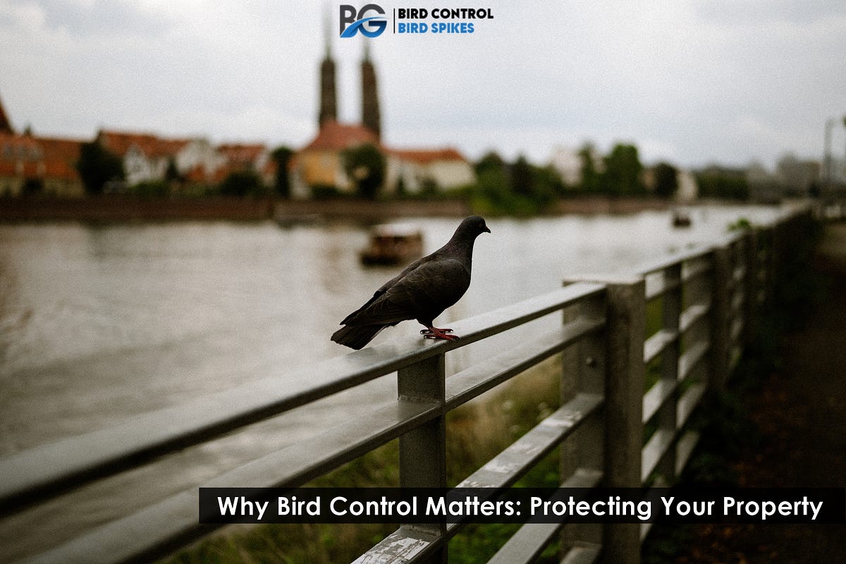 Why Bird Control Matters BG Bird Control Group Medium