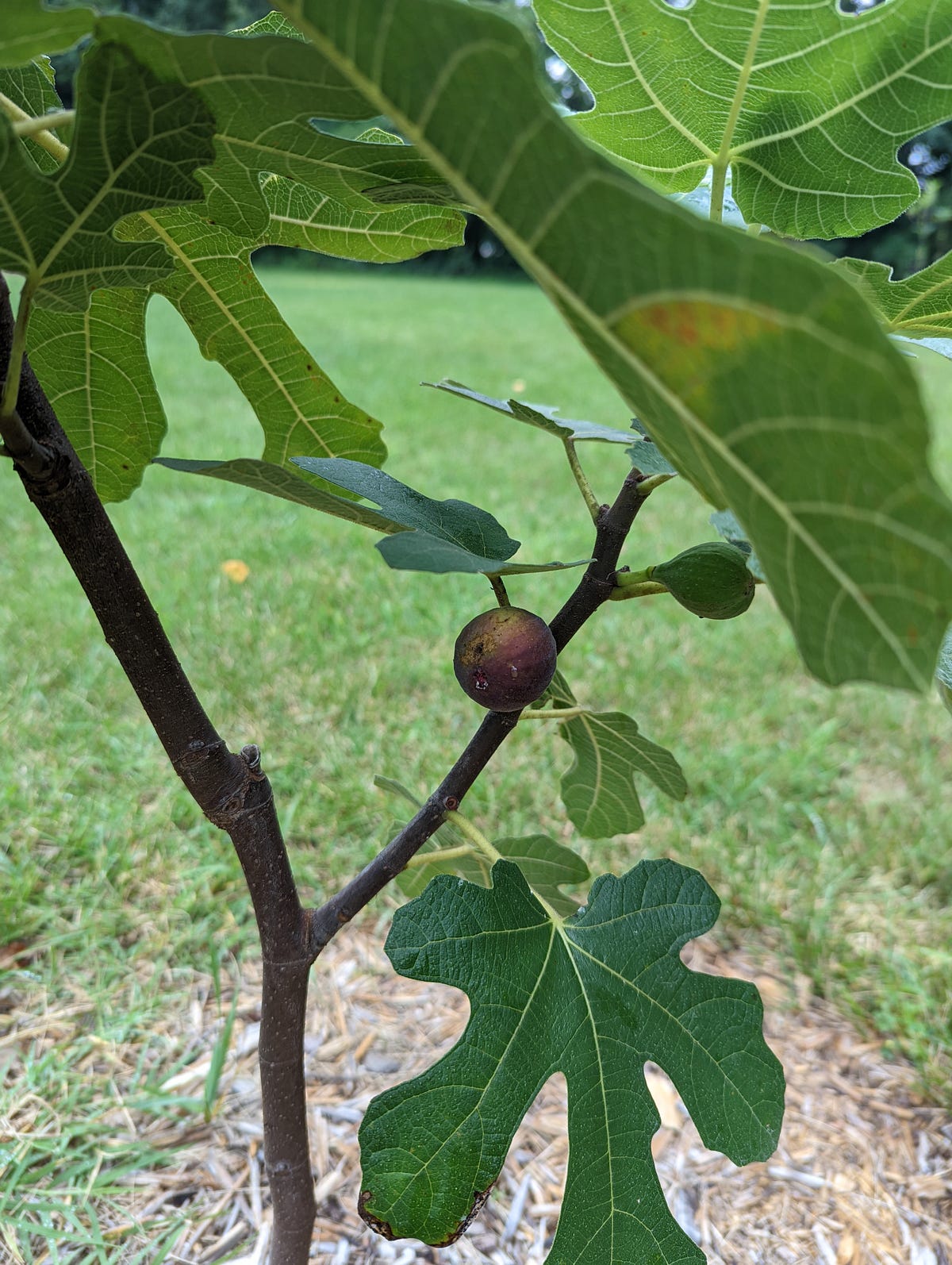 Growing a Fig Tree in Michigan 2023 by Kalib Watson Medium