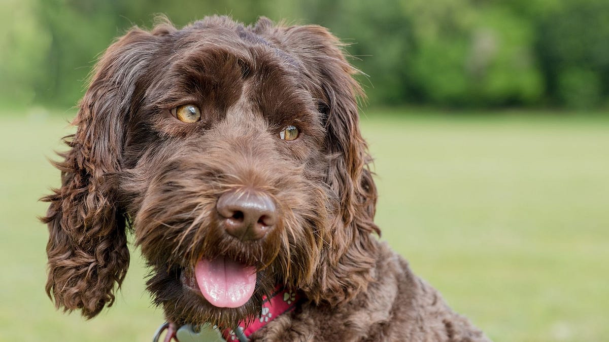 How to Find the Right Labradoodle Breeder by Hidden Springs