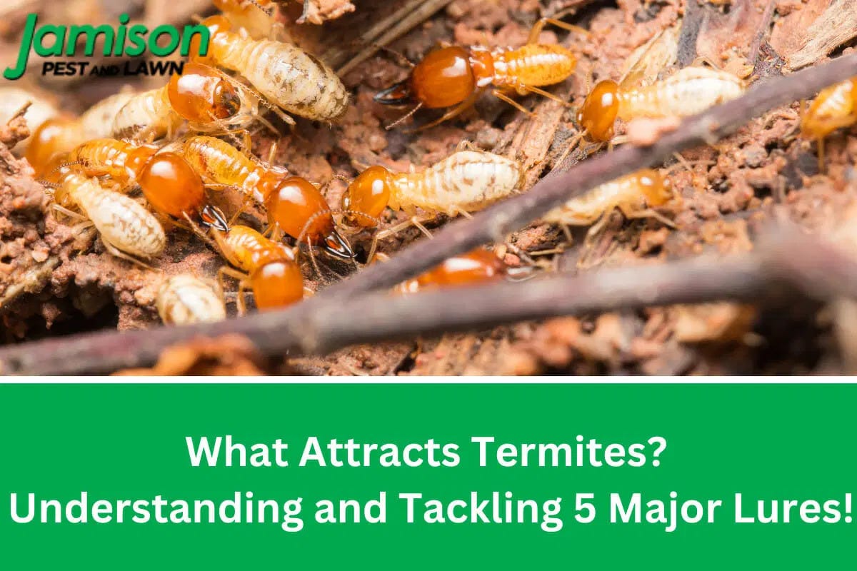 What Attracts Termites? Understanding and Tackling 5 Major Lures! Jamison Pest and Lawn Medium