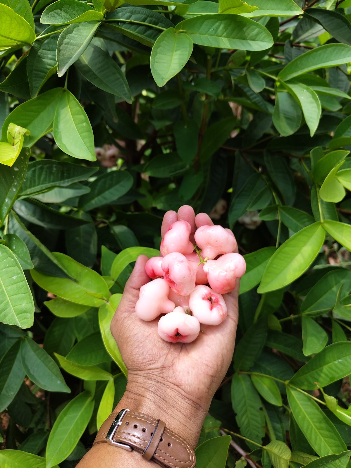 Excited to share that our Water apple tree has borne fruit for the