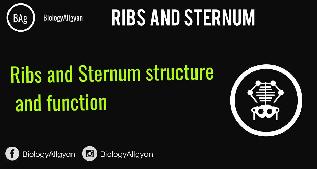 Ribs and Sternum definition and function. by Vikash singh Medium