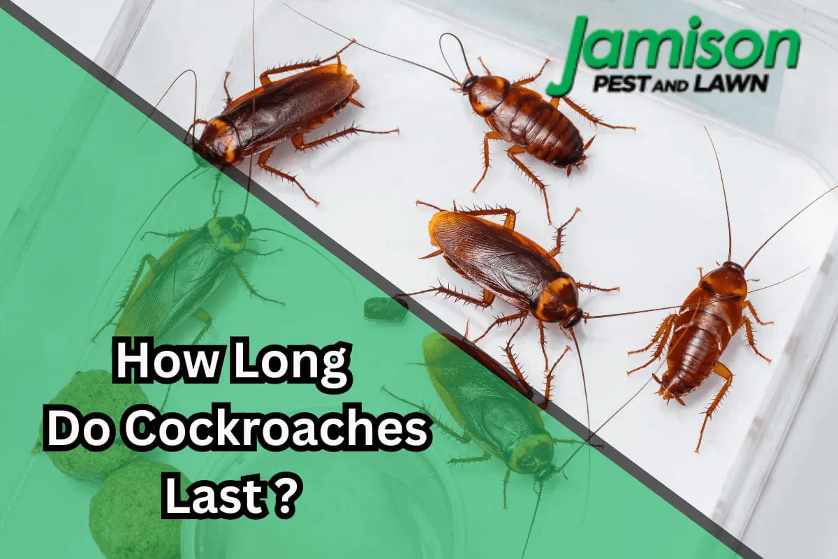 How Long Do Cockroaches Live? A Closer Look At Their Lifespan Jamison