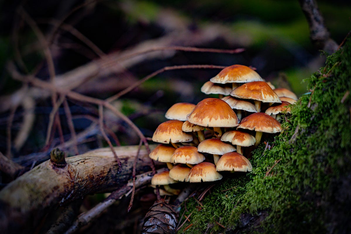 The Mysterious World of Mushroom Communication How Fungi Connect with Each Other by Margarida