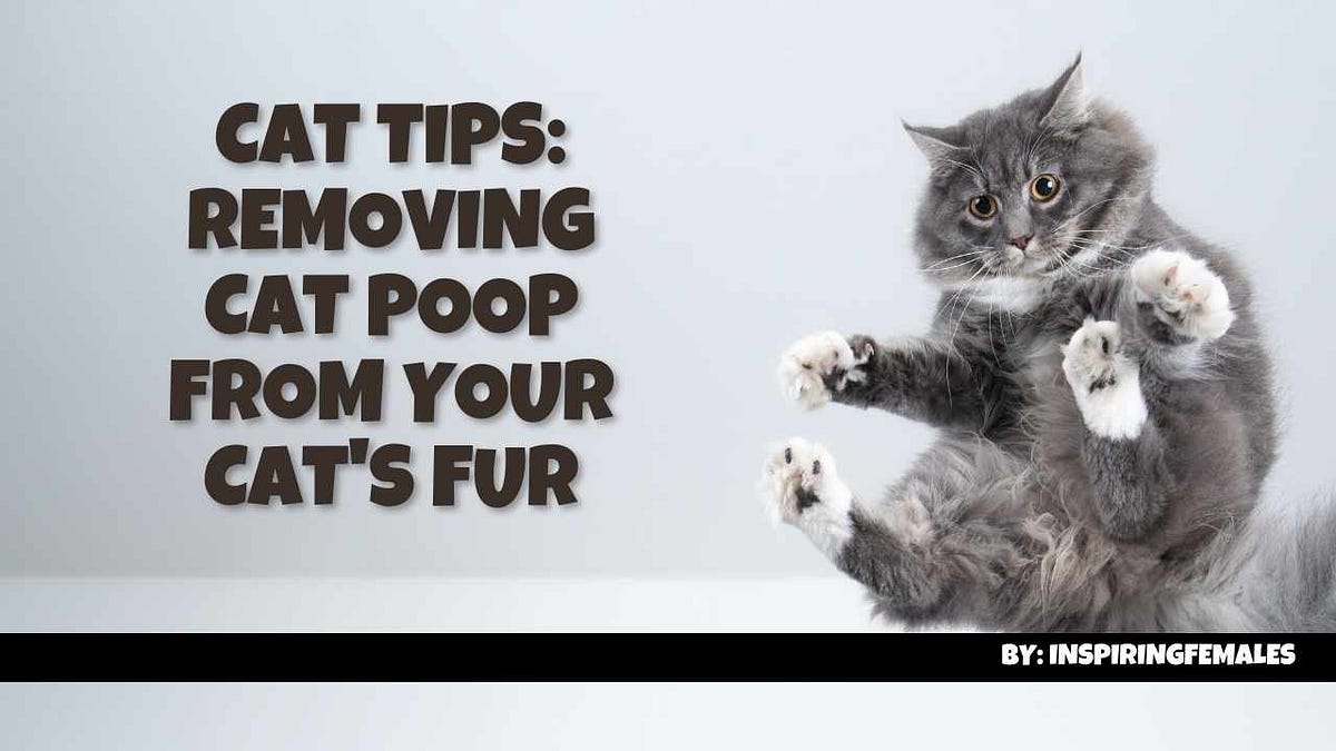 Removing Cat Poop from Your Cat’s Fur Tips for Both LongHaired