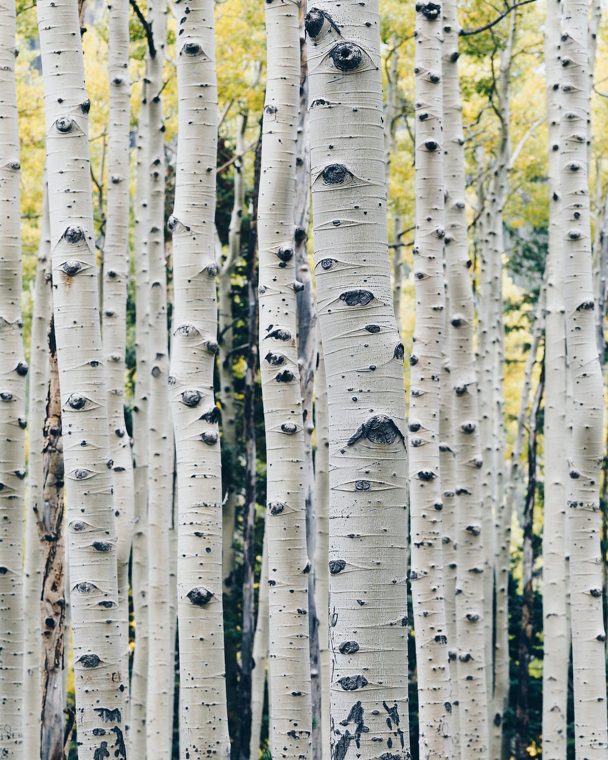 Aspen Tree Eyes. The familiar flapping of Aspen Tree… by Akashic