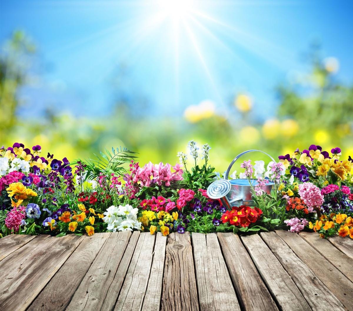HOW MUCH SUNLIGHT DOES YOUR PLANT OR FLOWER NEED? by Zara Blooms Medium