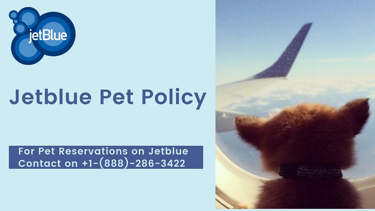 What is Jetblue Pet Policy All About? by Jetblue Airways Medium