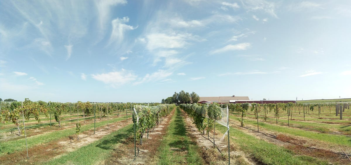 History of Wine in Kansas. This is a great place to grow perennial