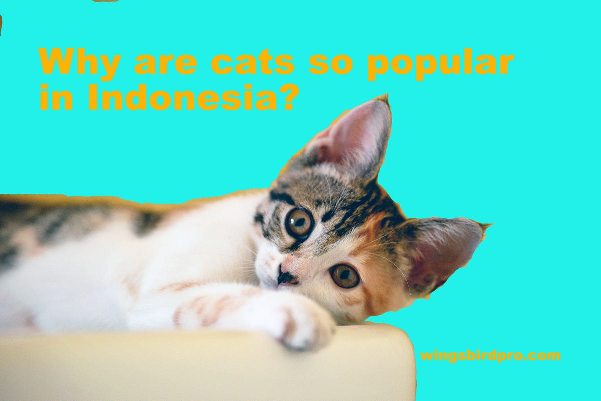 The benefits of having a cat as a pet by Wingsbirdpro Medium