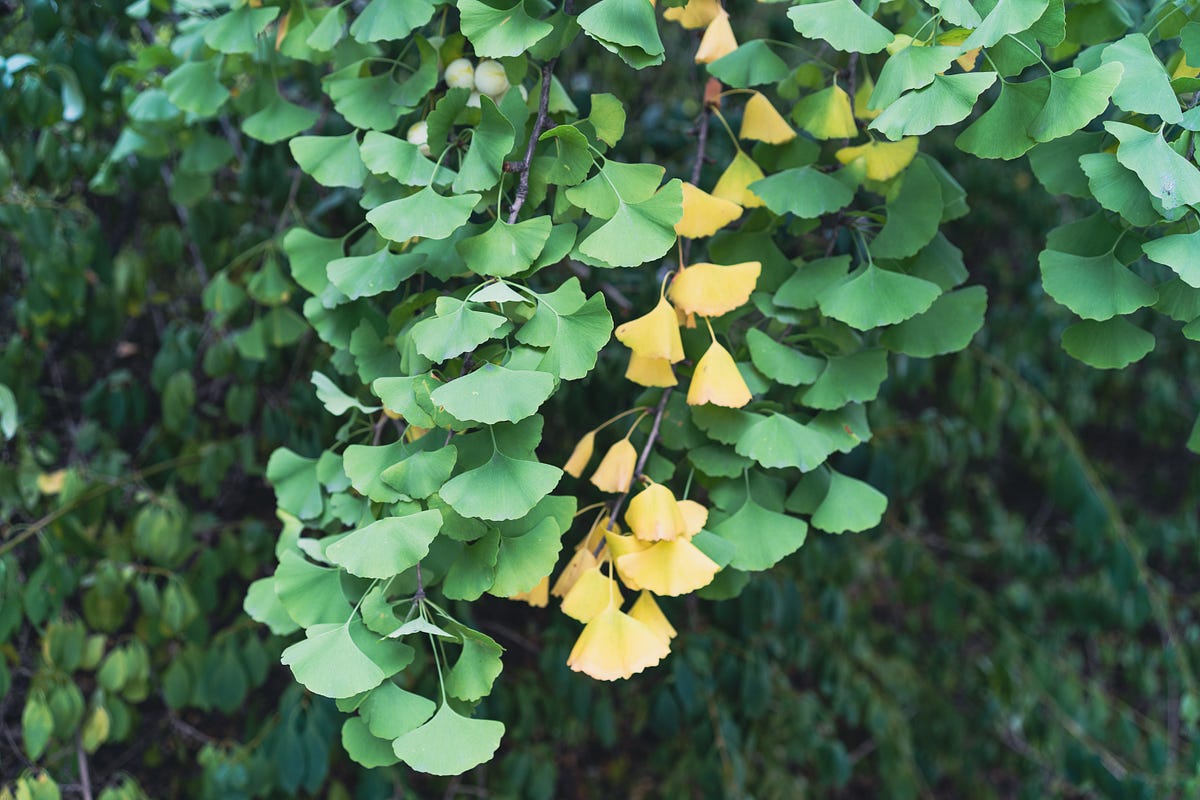 Ginkgo biloba Unveiling the Benefits for Human Health and Wellbeing