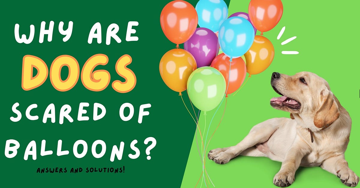 Why Are Dogs Scared of Balloons? Answers and Solutions! by Social