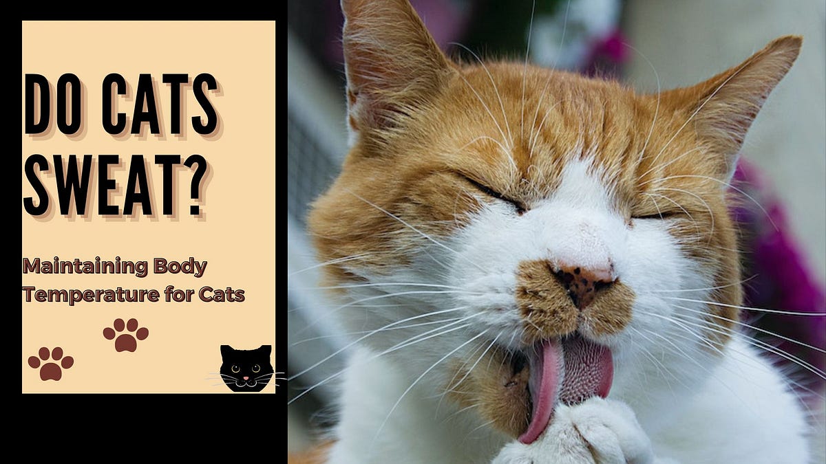 Do Cats Sweat? Unraveling the Secrets of Feline PetsCareWorld Medium