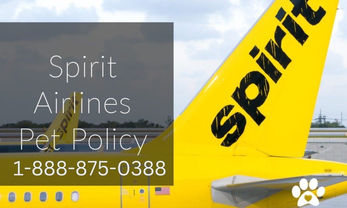 Pet policies for dogs, cats, rabbits and birds on Spirit Airlines by