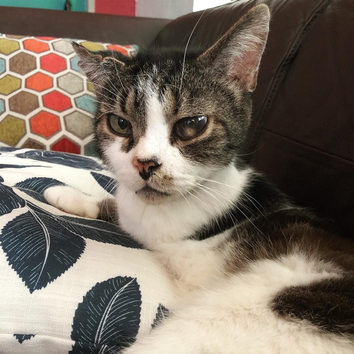 Quality of Life for Senior Cats. Quality of life in cats is determined