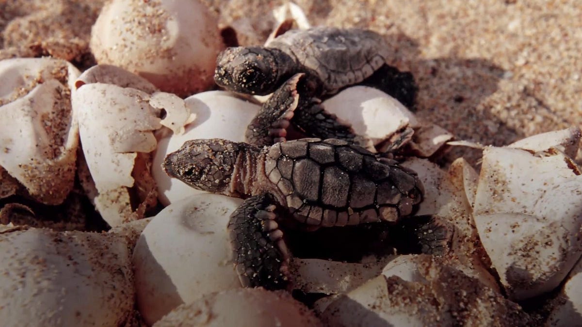 What’s the Secret of Turtle Eggs Hatching on Moonlit Shores? by