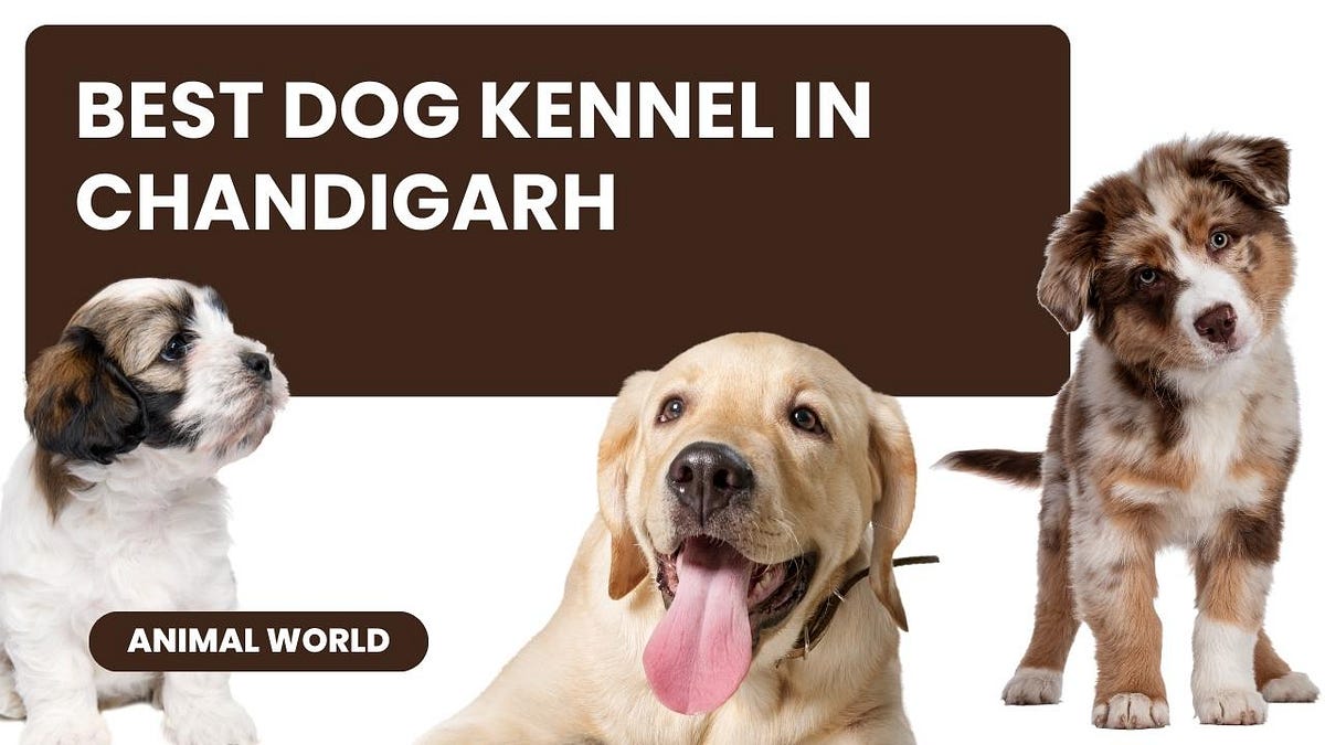 Best dog kennel in chandigarh Revaskennel Medium
