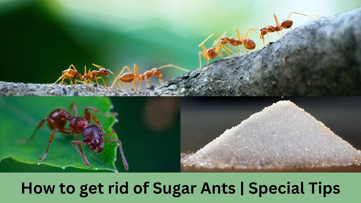 How to get rid of Sugar ants Special Tips by Fact Zone Jun, 2023