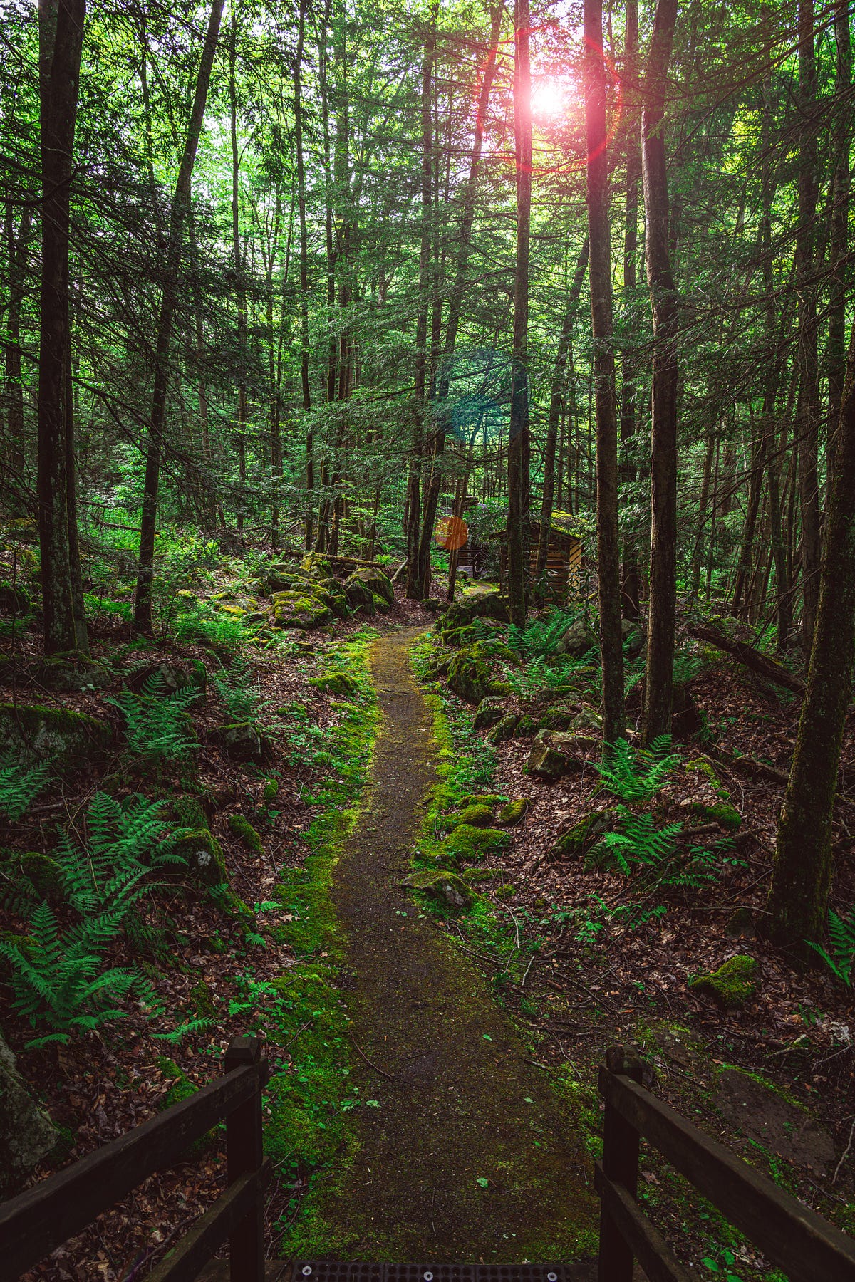 Nature’s Rebound. Big Ugly West Virginia by Cappelli, MFA, JD, PhD