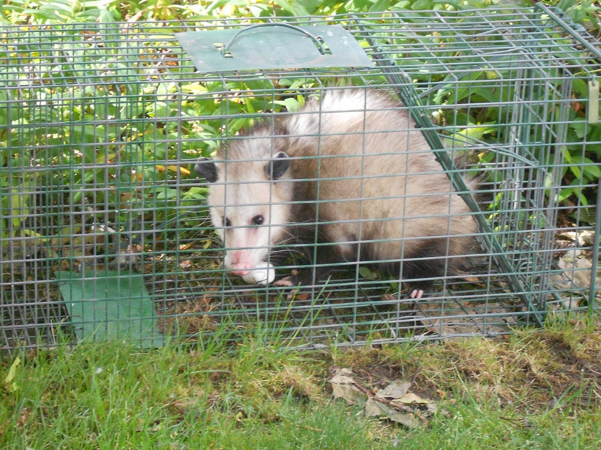 POSSUM REMOVAL SERVICES CAN CONTROL POSSUMS IN SYDNEY by Dina g