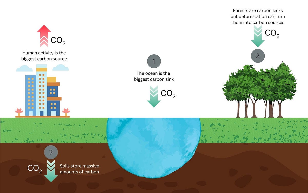 Carbon Sink Peran Penting dalam Menangani Perubahan Iklim by ROXI