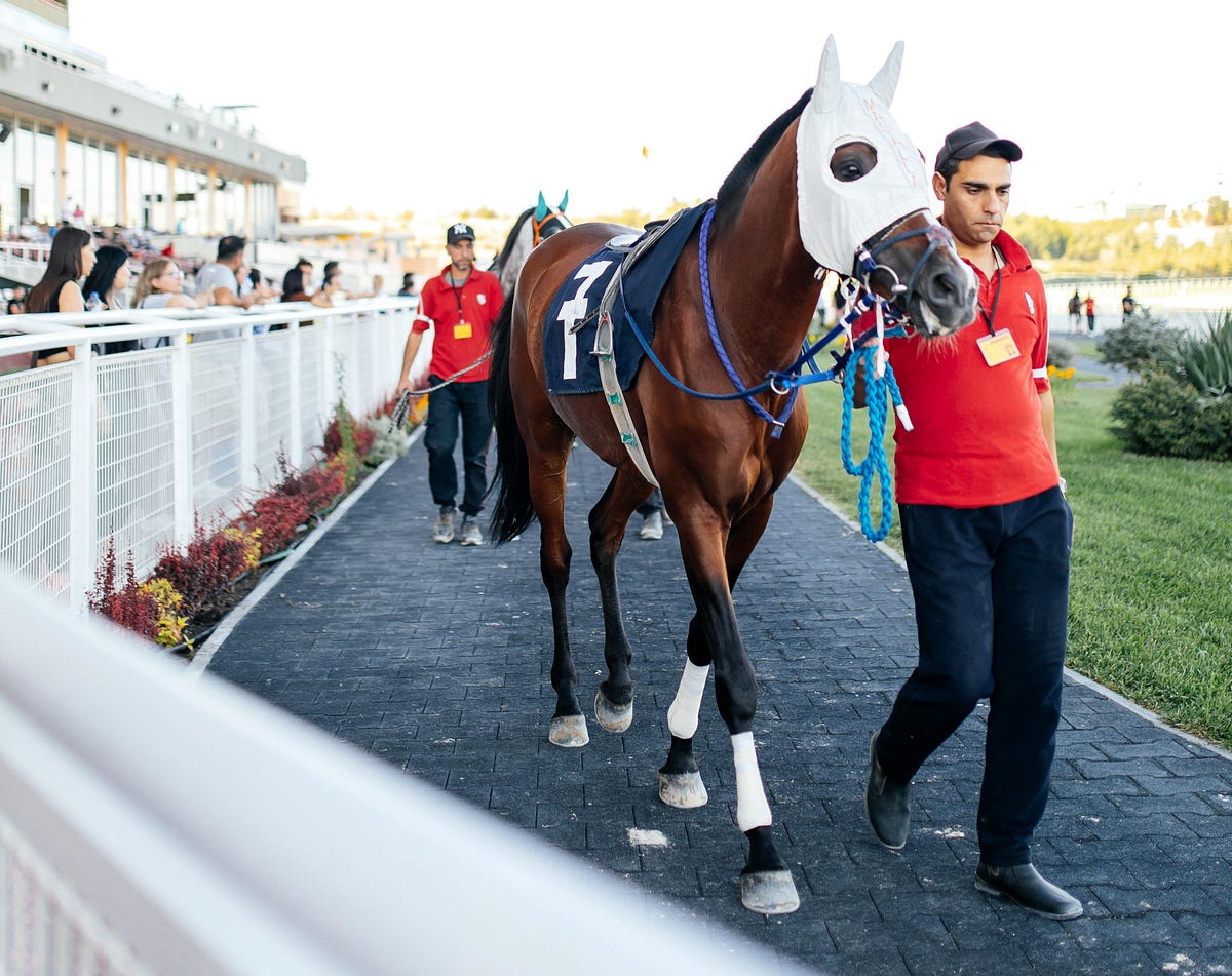 Get the most accurate free horse racing picks today derived from