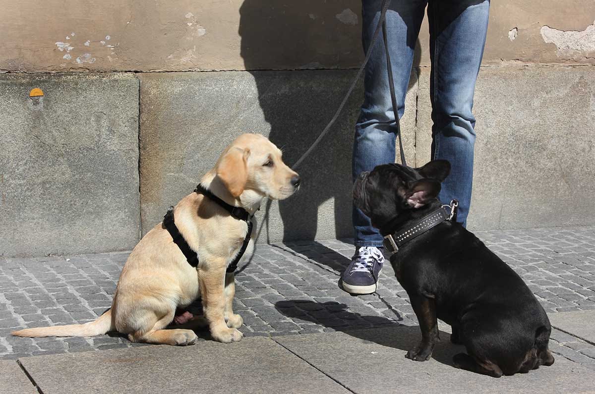 Dog Harness or Collar Which is better? by Matt McShane Medium