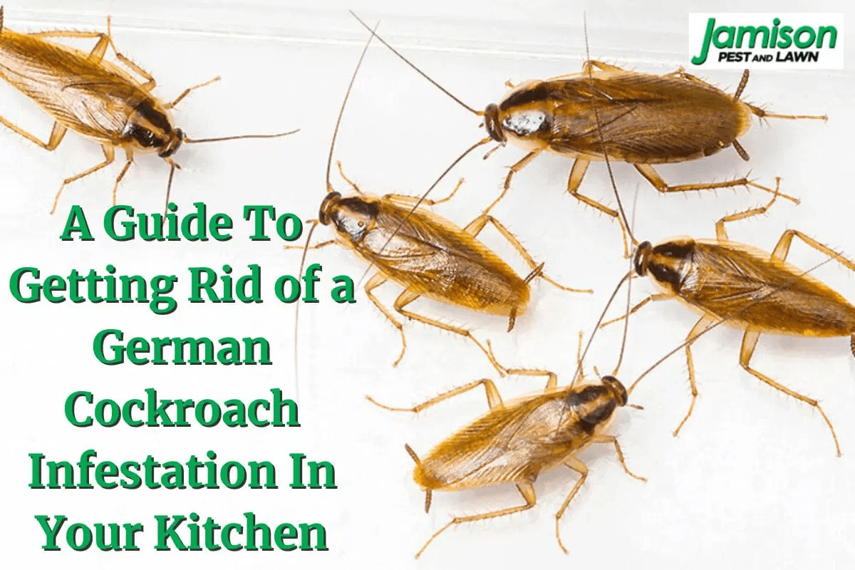 A Guide To Getting Rid of German Cockroaches In Your Kitchen Jamison