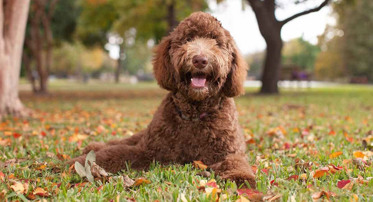 7 Things to Know Before Buying a Labradoodle by Anna lophes Medium