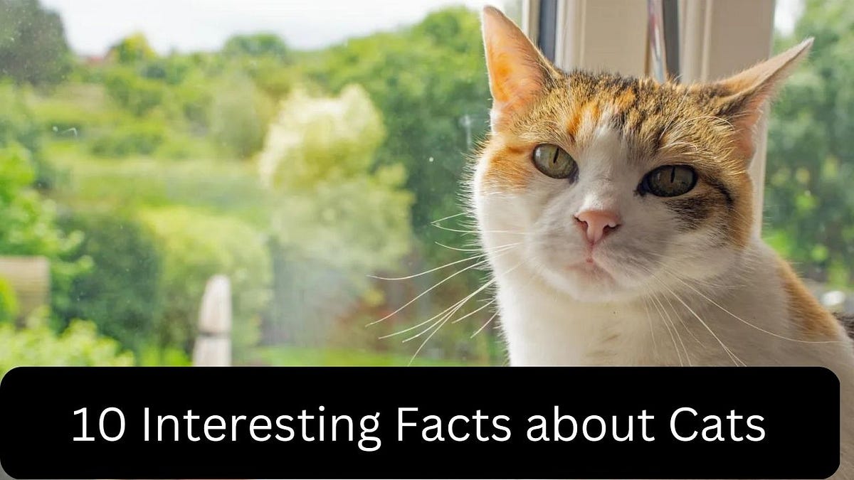 Interesting Facts about Cats — Coolest Fact by Coolest Fact Medium