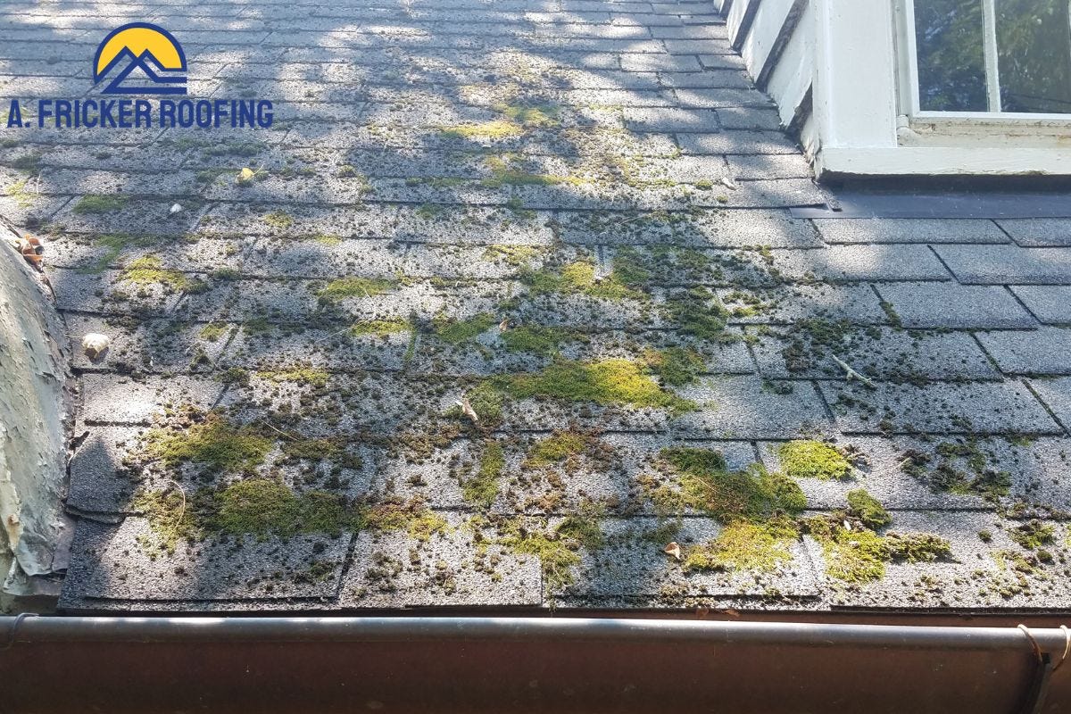 Best Algae Resistant Shingles For Your Roof A. Fricker Roofing Medium