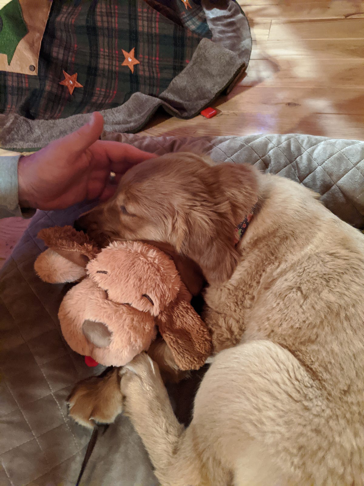 How to Get Your Dog to Stop Eating Rocks (Chapter Three) by Dana