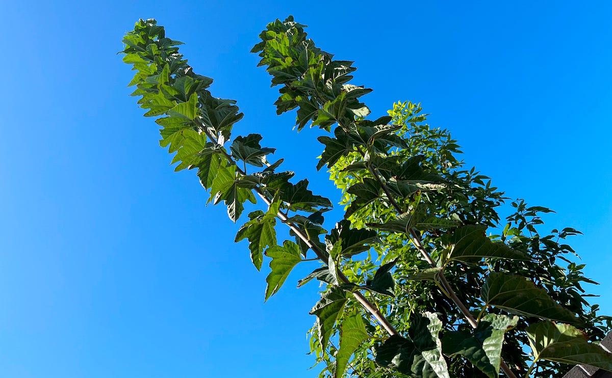 The Tale of Two Mulberry Trees. When the pandemic was raging, and life… by Dr. Seema Patel