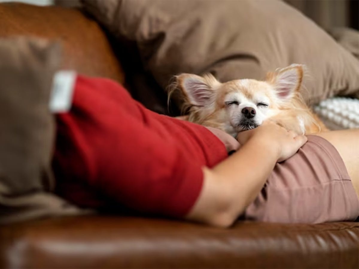 Why Chihuahuas Sleep Between Your Legs by I Love Chihuahuas Medium