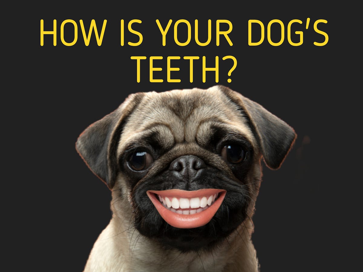 How many teeth does a dog have?. Things to Note about your Dog's teeth