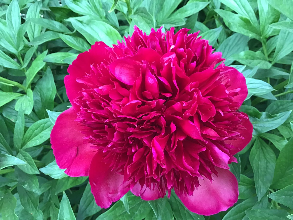 What’s The Big Deal About Gratitude? by Lenling Medium