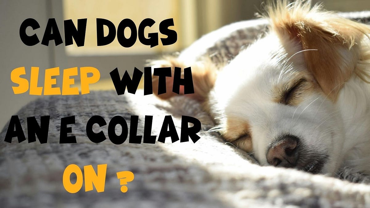 CAN DOGS SLEEP WITH AN E COLLAR ? by Tayyab Ali Medium