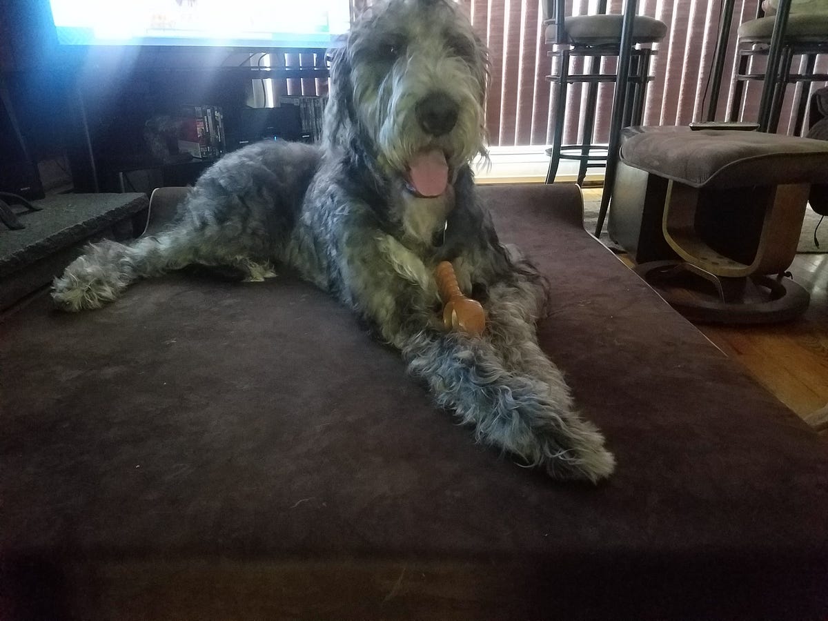 Chew Proof Dog Bed Cover Bullybeds Medium