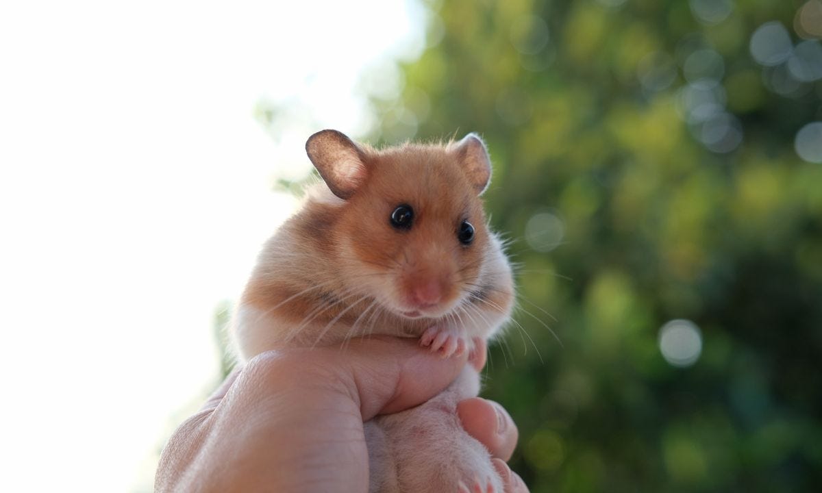 How to Fix a Leaking Water Bottle for Hamster A StepbyStep Guide