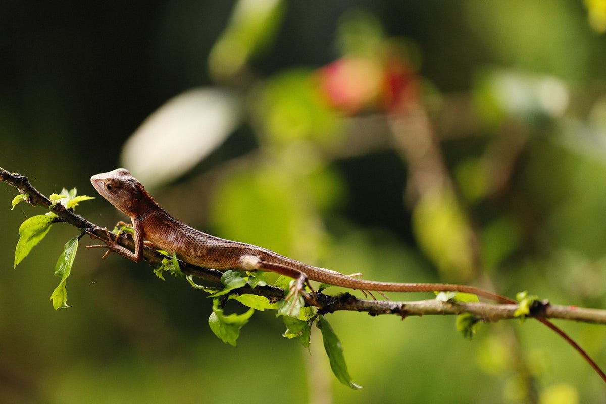 BROWN ANOLE LIFESPAN EVERYTHING YOU NEED TO KNOW ABOUT BROWN ANOLES