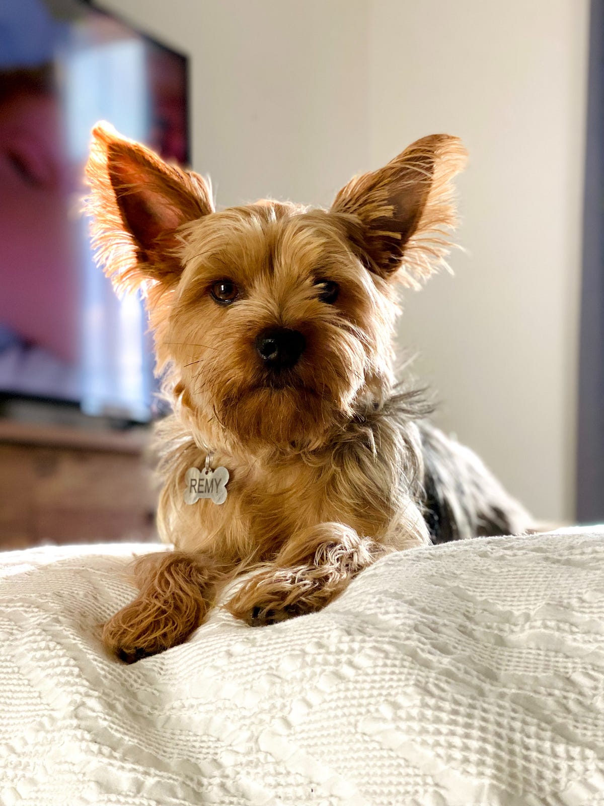 “Parti Yorkie Puppies Your Complete Guide to These Adorable Companions